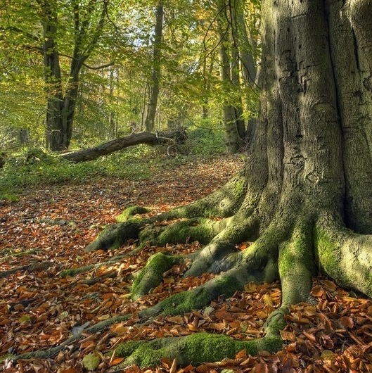 Up Your Woodland Game with These Fun Add-On Activities