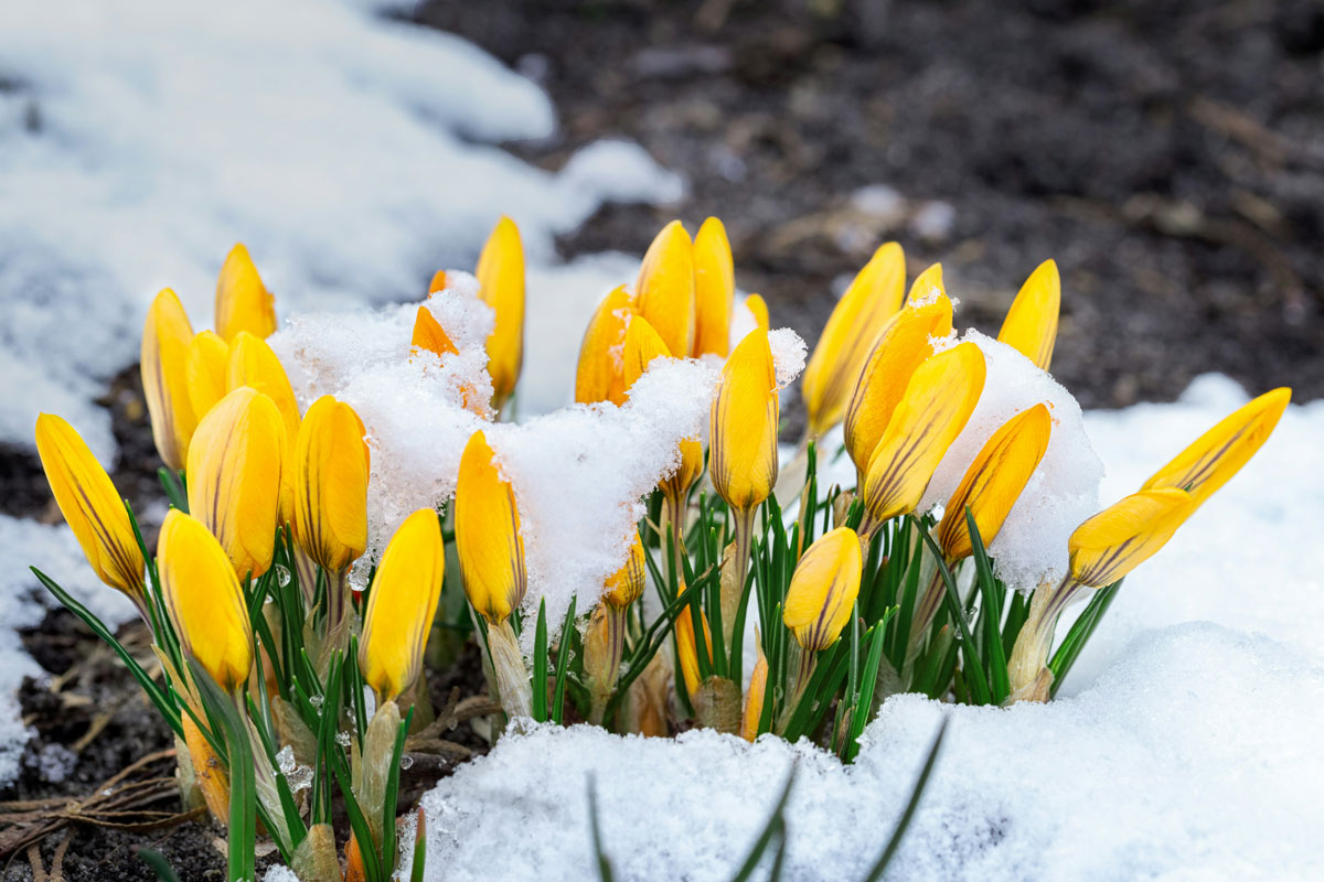 Yellow flowers in snow