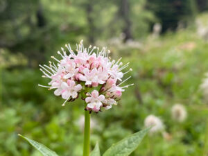 Valerian flower
